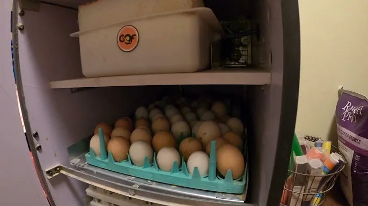 Hatching Day! GQF SPORTSMAN 1502 INCUBATOR