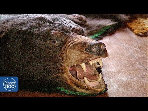 Documentary backdrop image for Wild Alaska. Part 2 (2018)