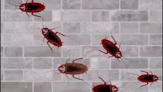 Lagu KECOAK WAK WAK - Lagu Anak Populer - Cat Games - KBeeb #laguanak #kecoak