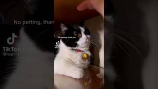 Kittycat challenge 💖💕💕 #catchallenge #cutekitty #lovecat #catvideo #kitty #cutecat #catmom #catlife by Cutest Kitty 2 views 1 year ago 1 minute, 6 seconds