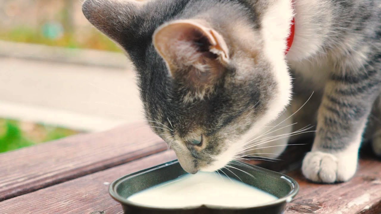 Cat Drinking Milk In Slow Motion YouTube