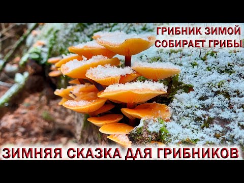 ❗ГРИБНИК ЗИМОЙ ПОШЁЛ В ЛЕС И НАБРАЛ ГРИБОВ!❄ЗИМНЯ СКАЗКА! #shorts