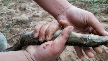 Câu cá suối lên Cá chạch khủng. Về với làng quê