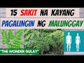 Malunggay  mga sakit na kayang pagalingin at benepisyo nito sa katawan  gamot benefits ng moringa