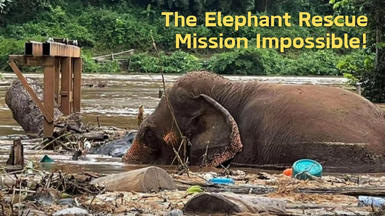 Спасение после наводнения в заповеднике слонов в Чиангмае: полная история!
