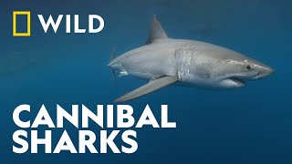 Shark Eat Shark | Cannibal Jaws 2 |  National Geographic WILD