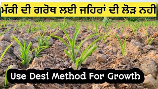 ਦੇਸੀ ਤਰੀਕਾ ਵਰਤੋਂ ਮੱਕੀ ਦੀ ਚੰਗੀ ਗ੍ਰੋਥ ਲਈ | Desi Method for growth of Maize or corn crop