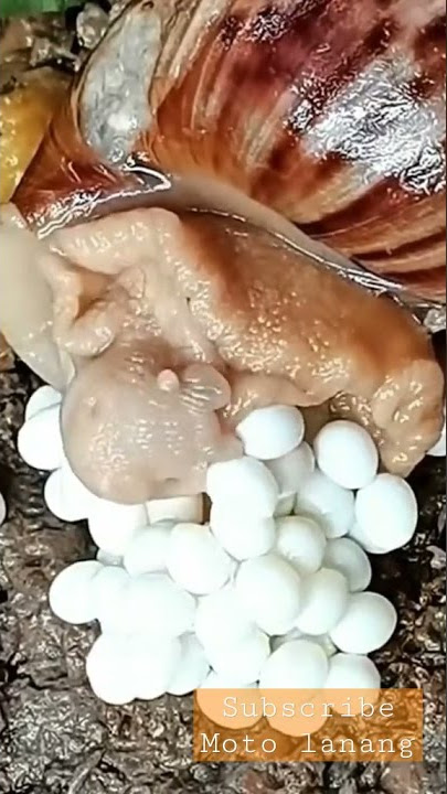 CARA BERKEMBANG BIAK #viral