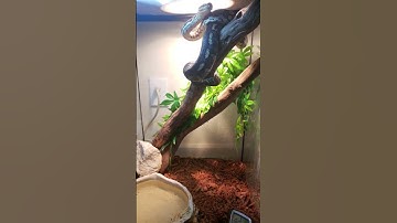 Title jungle carpet python and set up