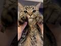 子猫の頃から独特な鳴き方がかわいすぎる...!! #cat #猫