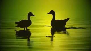 DJ DUCK HAPPY TIME