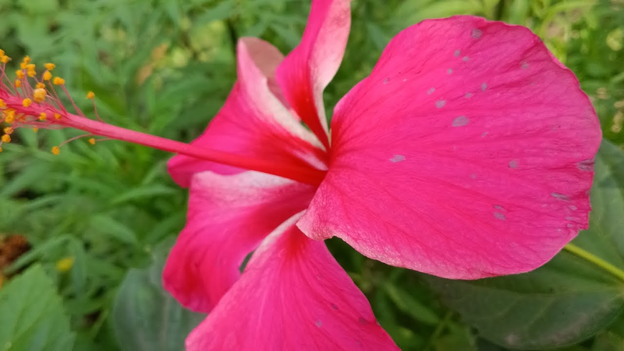 আলুর দম #subscribemychannel #food #recipe #lifeisbutadream