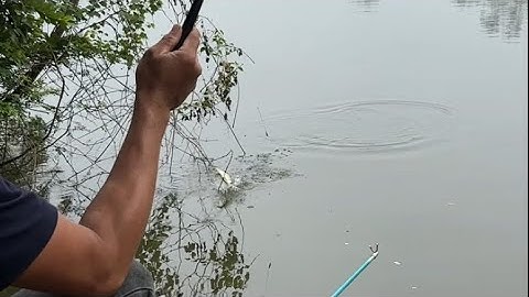 Chỗ nhiều cá dầm đất mà lại phải về tiếc quá ae ạ