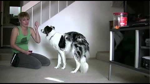 new Dog training Tutorial   Fading a Lure while teaching SPIN