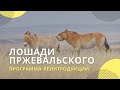 Программа реинтродукции лошади Пржевальского в заповеднике" Оренбургский"