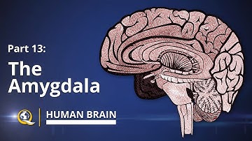 Amygdala - Human Brain Series - Part 13