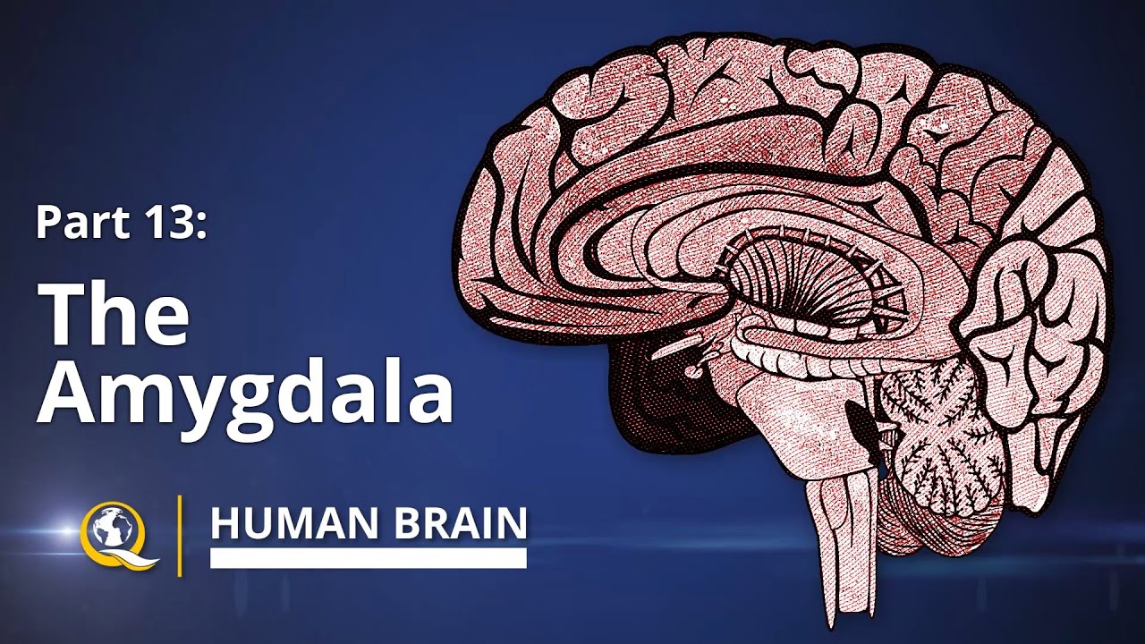 Amygdala - Human Brain Series - Part 13 - YouTube