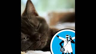 How do cats sustain a purr-fect purr?