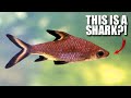 Bala Shark Facts: the SHARKMINNOW 🦈 Animal Fact Files