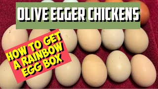 Olive Egger Chickens! Let’s Talk MOSS & KHAKI Colors! How To Get Your Rainbow 🌈 Egg Box