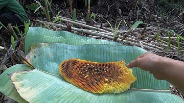 #106. Công Việc Mưu Sinh, Phiêu Lưu Trong Rừng, Cuộc Sống Tự Nhiên