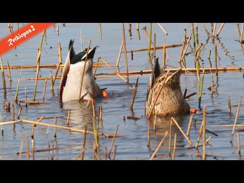 Video: Vaaleanpunaisia flamingoja Martin Harveyn valokuvissa