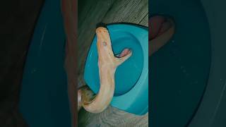 baby burmese python drink water 💦 #burmesepython #snakes #viralvideo #foryou