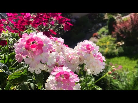 🌺ВЕРБЕНА🌺Как храню зимой🌺Снимаю черенки🌺