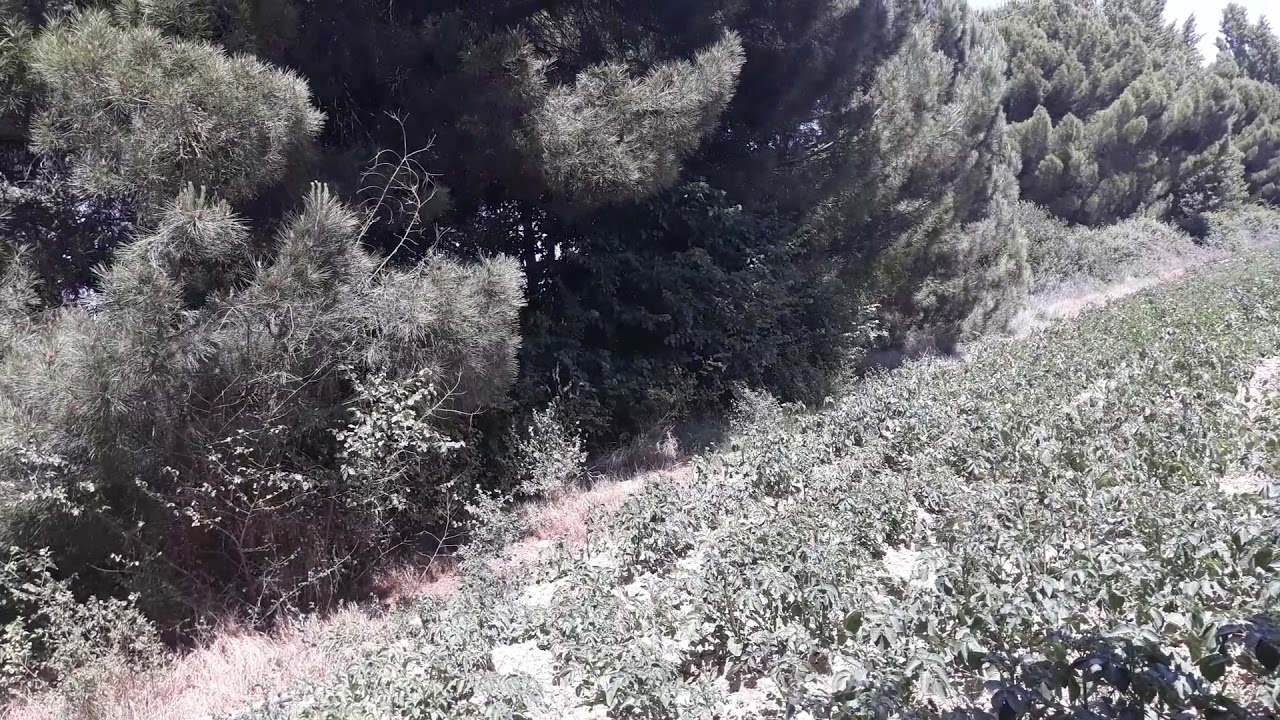 acequia-laguna-de-duero-lo-que-ver-youtube