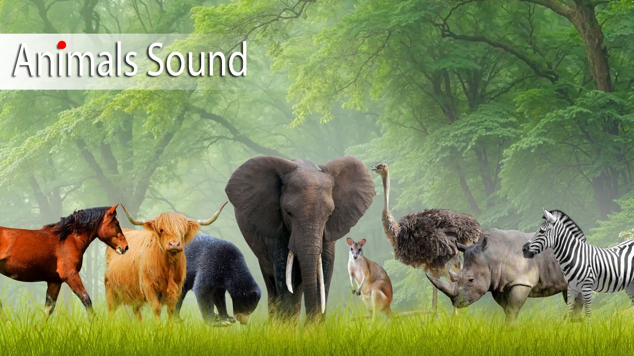 Sound of horse, elephant, rhino, lion, antelope, puma and other animals
