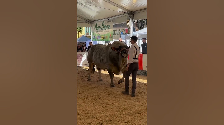 kontes sapi Belgian blue #heifer #fy #fyp #belgianblue #herefordcattle #fypviral #fypviralシviral #f