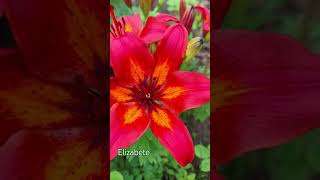 Lilijas. Лилия. #flowers #цветы #flower