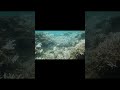 白いサンゴ 白化した痛ましいサンゴ礁