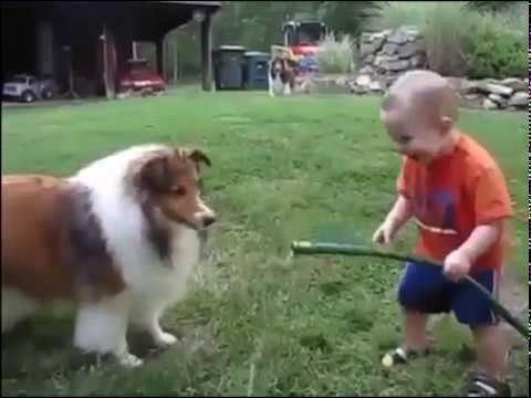 play-with-horse-baby-and-dog-mp4-best-funny-video