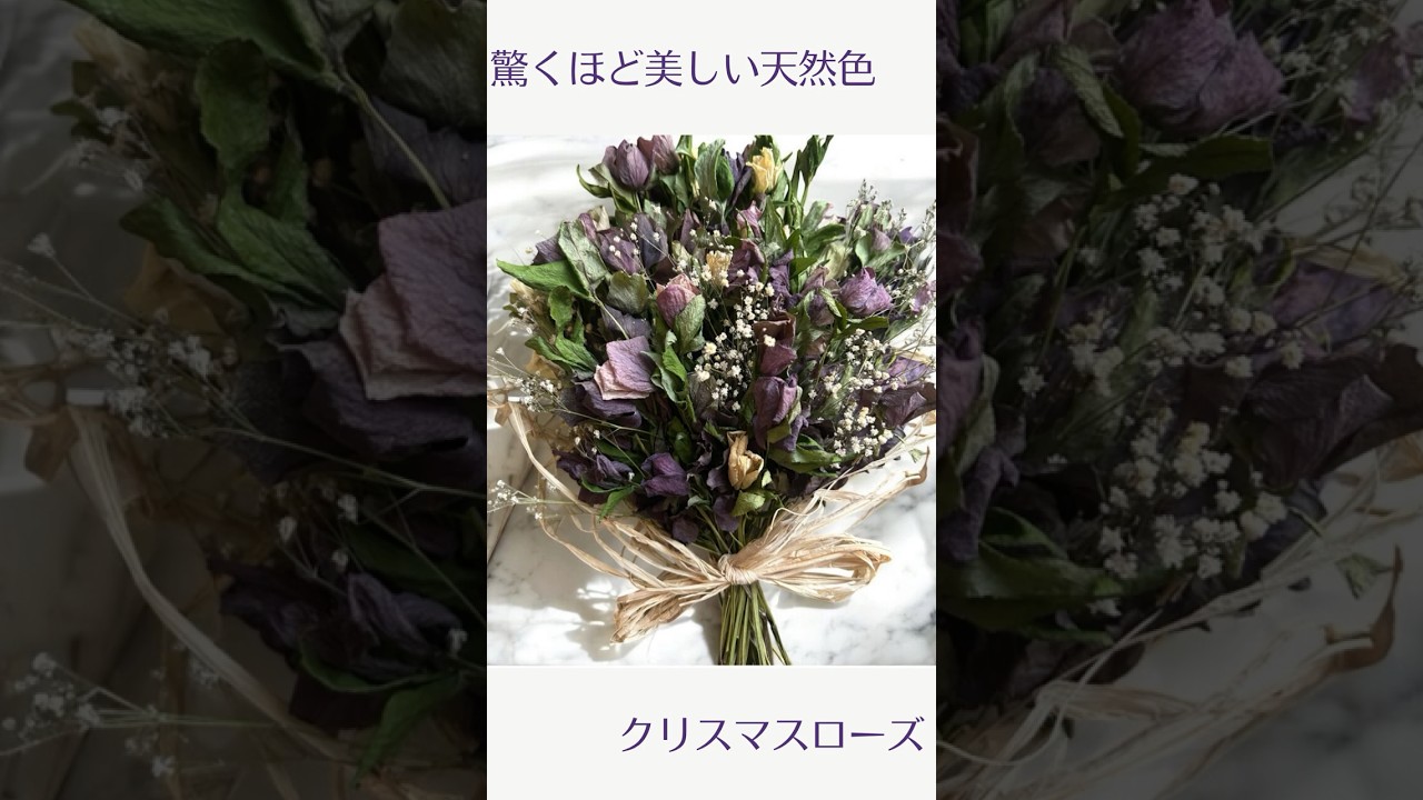 ハンドメイド】クリスマスローズ ドライフラワー【スワッグ 