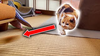三毛猫のまりもと久しぶりにおもちゃで遊んでみたら？？
