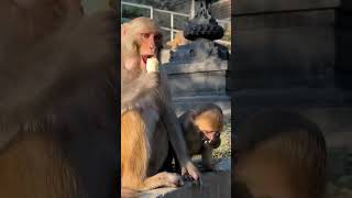 selfish mom monkey and cute baby #feedinganimal