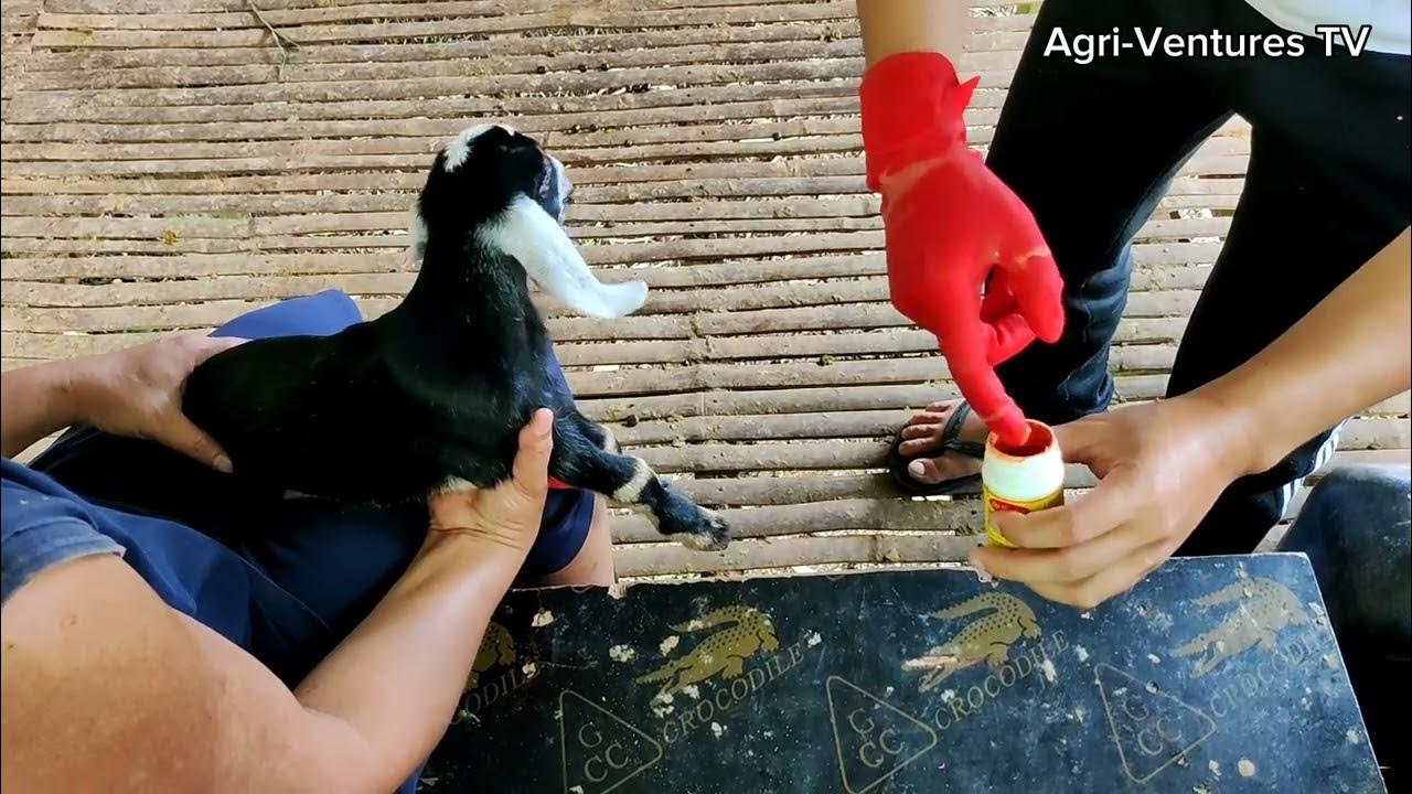 Disbudding A Baby Goat How To Disbud A Baby Goat Using Dr Naylor s disbudding-a-baby-goat-how-to-disbud-a-baby-goat-using-dr-naylor-s