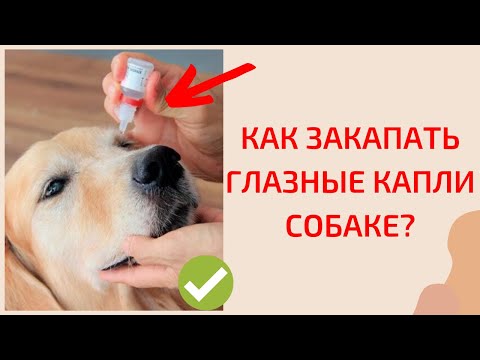 Как правильно закапать лекарство в глаза собаке?