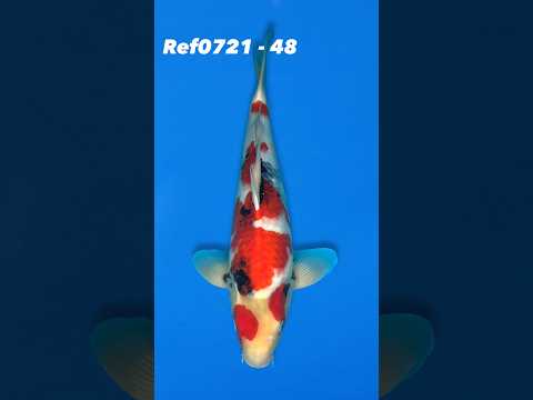 Sekiguchi 44cm Showa Ref0721 – 48