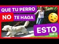 ENSEÑA a tu PERRO a NO TIRAR de la CORREA en 10 MINUTOS ► SOLUCIÓN ✅ 2º Parte