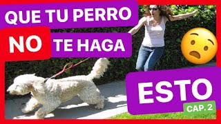 ENSEÑA a tu PERRO a NO TIRAR de la CORREA en 10 MINUTOS ► SOLUCIÓN ✅ 2º Parte