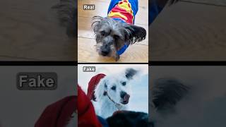 How James Gunns Dog Inspired Krypto In Superman Legacy