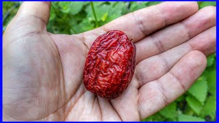 Jujube - The Fruit that Can be in Storage for YEARS (Amazing)