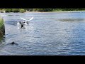 SHOCKING ENDING ON VIDEO: White Swan attacks black Swan trying to protect family nest.