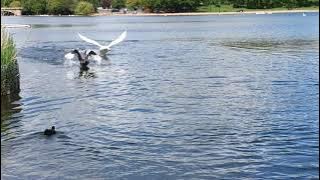 SHOCKING ENDING ON VIDEO: White Swan attacks black Swan trying to protect family nest.