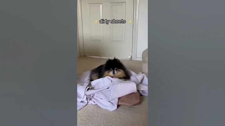 Pomeranian Likes To Rest In the Most Random Spots #shorts #dog #pomeranian - DayDayNews