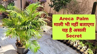 Areca Palm / माली भी नहीं बताएगा ये है असली Secret / Areca palm care