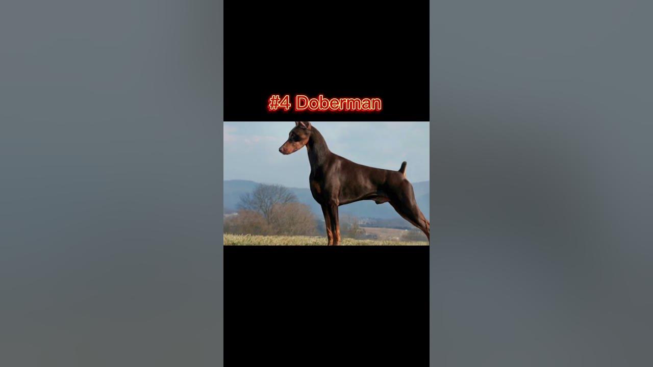 most-hated-dog-breeds-youtube