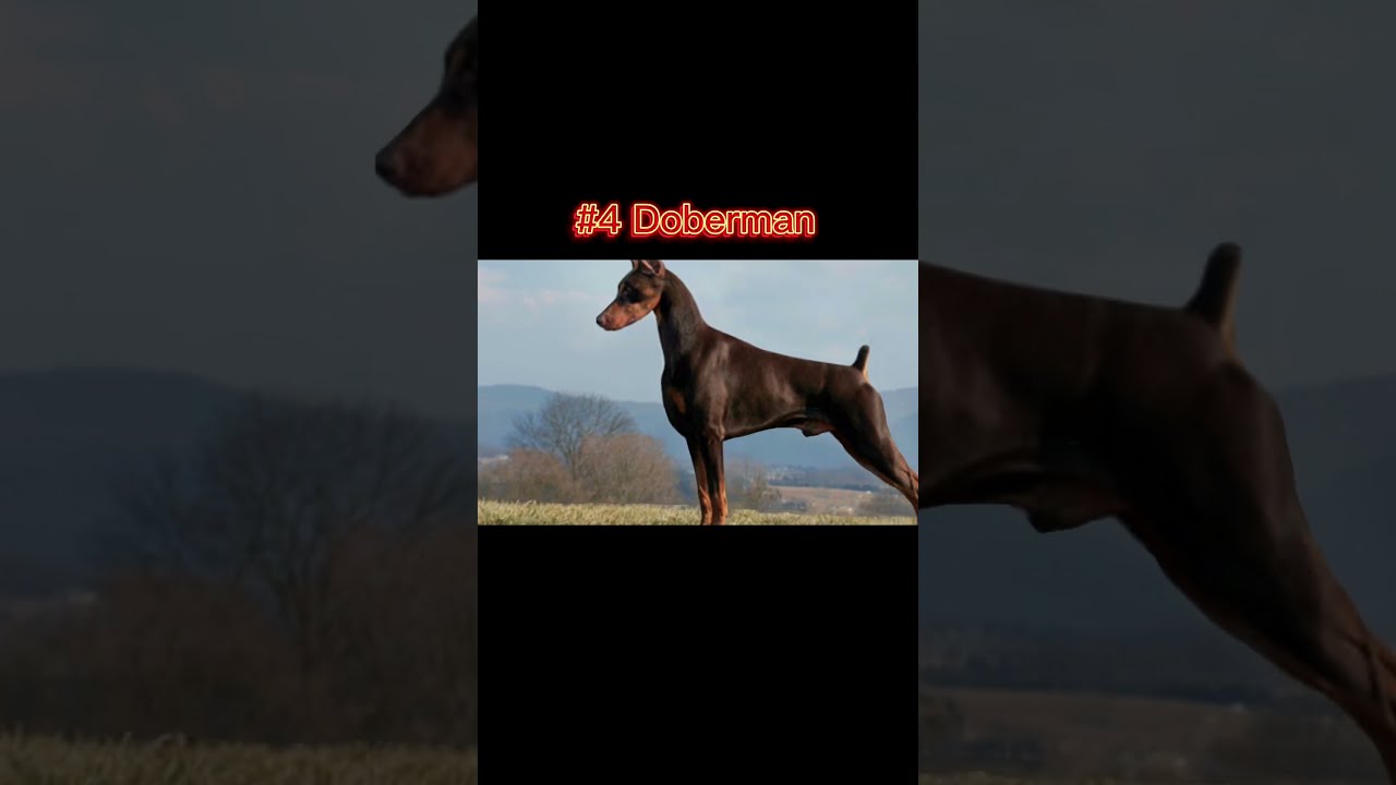 Most Hated Dog Breeds YouTube Most Hated Dog Breeds YouTube